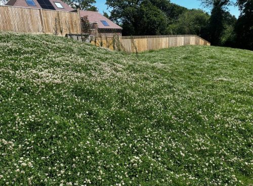Clover Turf - 70 to 491+sqms - Image 2