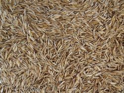 spooners grass seed